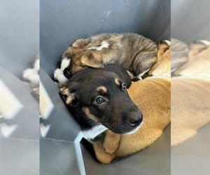 German Shepherd Dog-Unknown Mix Dogs for adoption in San Antonio, TX, USA
