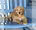 Small #4 Goldendoodle