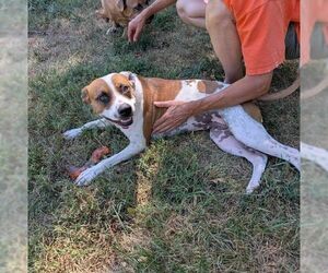 Laverne - Female American Staffordshire Terrier-Boxer Mix Dog for Adoption - Photo #5