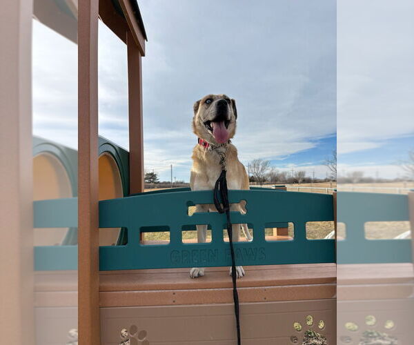 Medium Photo #4 Siberian Husky Puppy For Sale in Great Bend, KS, USA