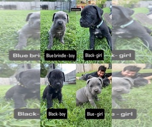 Cane Corso Puppy for sale in TYLER, TX, USA