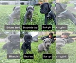 Small Cane Corso
