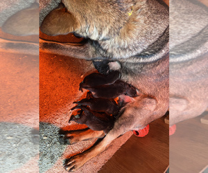 German Shepherd Dog-Siberian Husky Mix Puppy for sale in LACEY, WA, USA