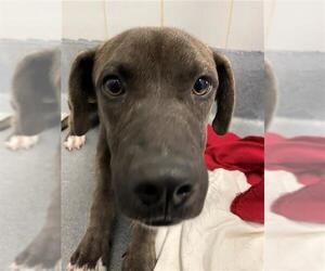 Labrador Retriever-Unknown Mix Dogs for adoption in San Antonio, TX, USA