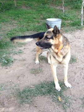 Medium Photo #1 German Shepherd Dog-Siberian Husky Mix Puppy For Sale in HARRISON, AR, USA