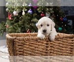 Small Photo #11 English Cream Golden Retriever Puppy For Sale in ALTO, MI, USA