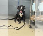Small Labrador Retriever Mix