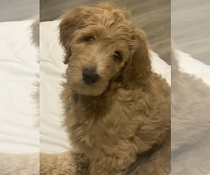 Goldendoodle Puppy for Sale in MORGANTOWN, West Virginia USA
