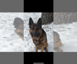 Small Photo #1 German Shepherd Dog Puppy For Sale in AMBERG, WI, USA