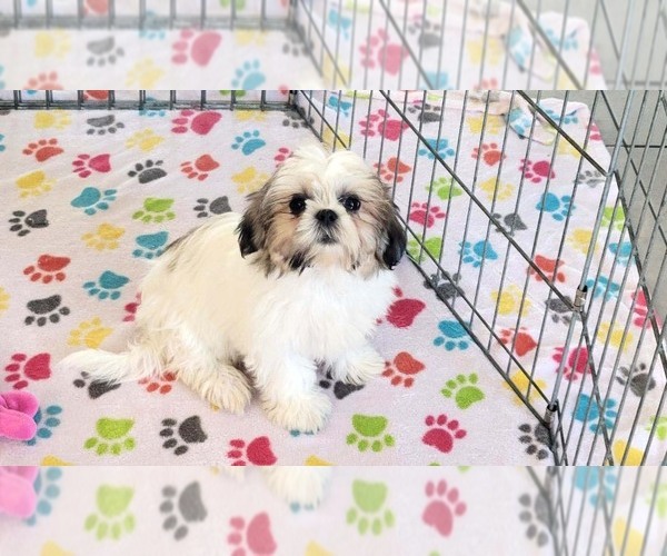 Medium Photo #4 Shih Tzu Puppy For Sale in ORO VALLEY, AZ, USA