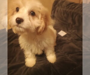 Cavapoo (Toy) Dogs for adoption in Bonifay, MO, USA
