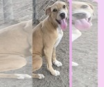 Small #10 American Pit Bull Terrier Mix