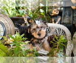 Small Photo #2 Yorkshire Terrier Puppy For Sale in LOS ANGELES, CA, USA