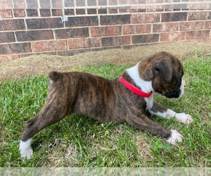 Boxer Puppy for sale in LAMAR, MO, USA