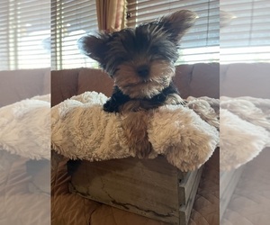 Yorkshire Terrier Puppy for Sale in MANTECA, California USA
