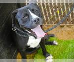 Small #1 Labrador Retriever Mix