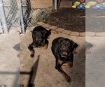 Small Photo #14 Rottweiler Puppy For Sale in RACINE, WI, USA