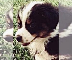 Australian Shepherd Puppy for sale in BOONEVILLE, NC, USA