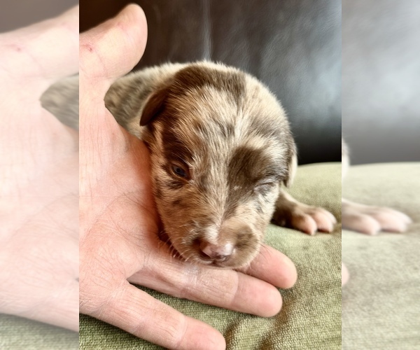 Medium Photo #7 Border Kelpie Puppy For Sale in CAMAS, WA, USA