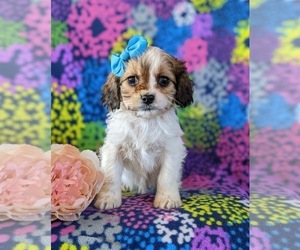 Cavapoo Puppy for sale in NOTTINGHAM, PA, USA