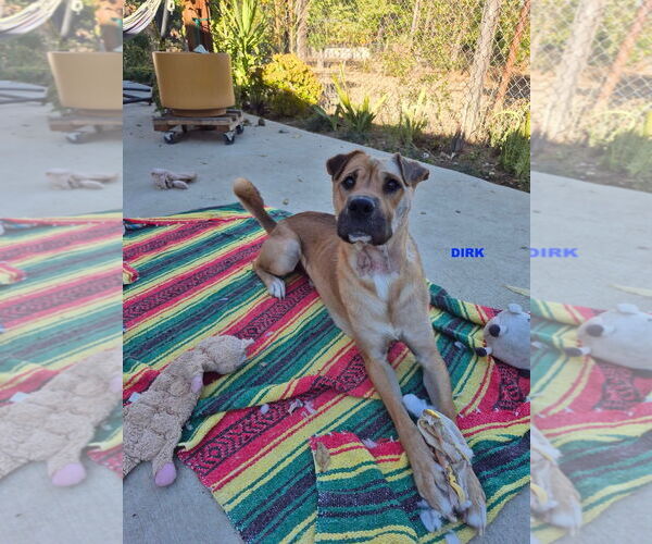 Medium Photo #3 Chinese Shar-Pei-Unknown Mix Puppy For Sale in Woodland Hills, CA, USA