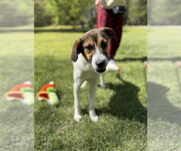 Medium Photo #8 Australian Shepherd-Unknown Mix Puppy For Sale in Yardley, PA, USA