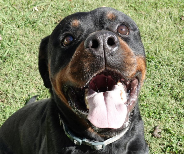 Medium Photo #3 Rottweiler Puppy For Sale in S CHARLESTON, WV, USA