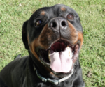 Small #2 Rottweiler