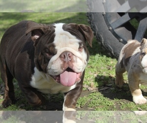 Mother of the Bulldog puppies born on 10/03/2023