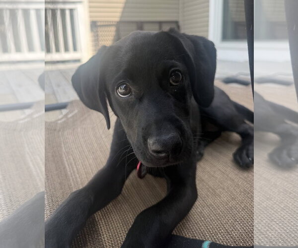 Medium Photo #1 Labrador Retriever-Unknown Mix Puppy For Sale in Wakefield, RI, USA