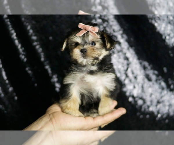 Medium Photo #93 Morkie Puppy For Sale in WARSAW, IN, USA