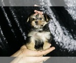 Small Photo #93 Morkie Puppy For Sale in WARSAW, IN, USA