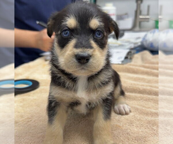 Medium Photo #1 Chihuahua Puppy For Sale in Chico, CA, USA