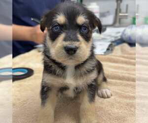 Chihuahua Dogs for adoption in Chico, CA, USA