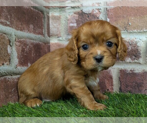 Medium Photo #6 Cavalier King Charles Spaniel Puppy For Sale in MOBERLY, MO, USA