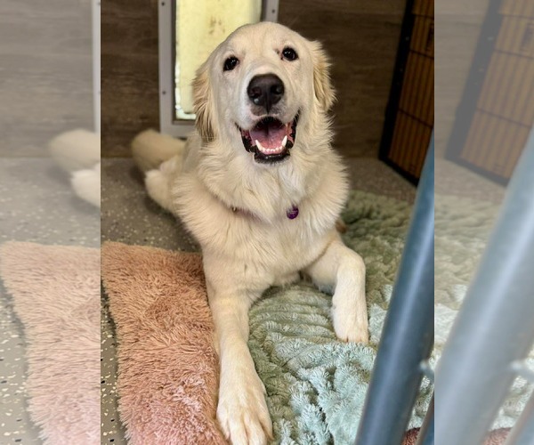 Medium Photo #19 Great Pyrenees-Unknown Mix Puppy For Sale in Houston, TX, USA