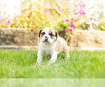 Small Photo #4 Beabull Puppy For Sale in NAPPANEE, IN, USA