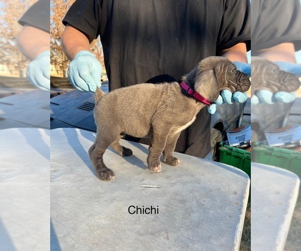 Medium Photo #3 Cane Corso Puppy For Sale in GRAND PRAIRIE, TX, USA