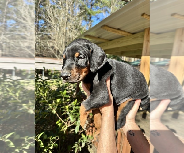 Medium Photo #23 Doberman Pinscher Puppy For Sale in LIVINGSTON, LA, USA