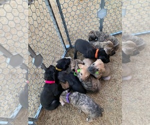 Great Dane Puppy for sale in EDMOND, OK, USA