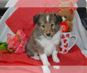 Medium Shetland Sheepdog