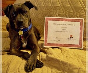 Rocco - loyal companion! - Male Bullboxer Pit Dog for Adoption - Photo #2