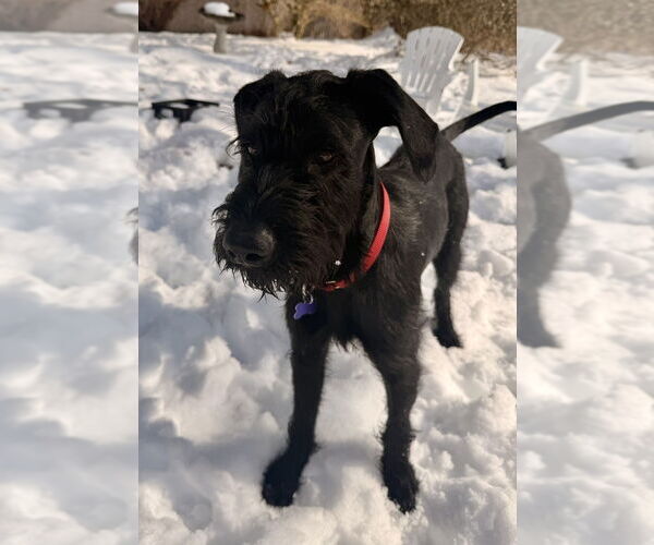 Medium Photo #11 GIANT SCHNAUZER -German Shorthaired Pointer Mix Puppy For Sale in Oak Bluffs, MA, USA
