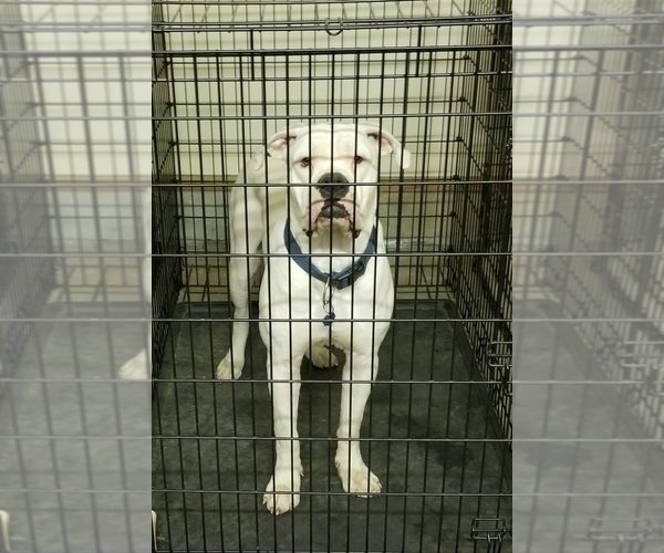 Medium Photo #3 American Bulldog Puppy For Sale in HENRICO, VA, USA