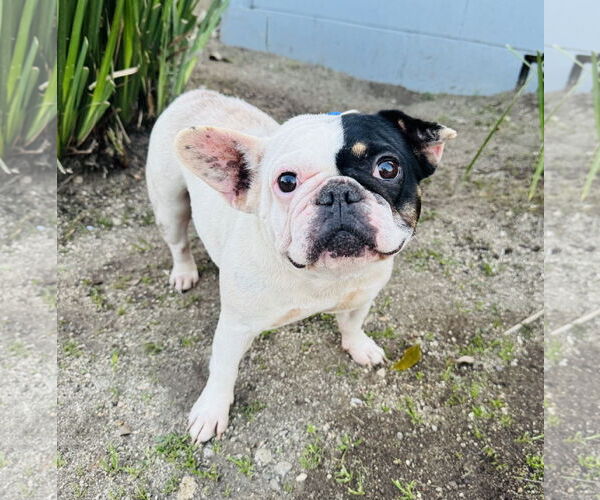 Medium Photo #4 French Bulldog-Unknown Mix Puppy For Sale in Marina Del Rey, CA, USA