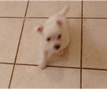 Small Photo #9 West Highland White Terrier Puppy For Sale in HAM LAKE, MN, USA