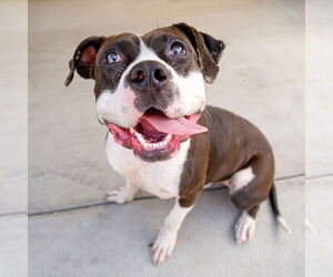 Bullboxer Pit Dogs for adoption in Pasadena, CA, USA