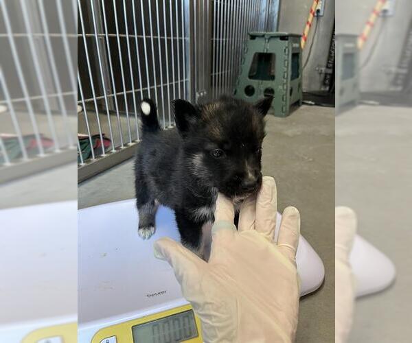 Medium Photo #1 German Shepherd Dog-Unknown Mix Puppy For Sale in Santa Cruz, CA, USA