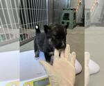 Small German Shepherd Dog Mix