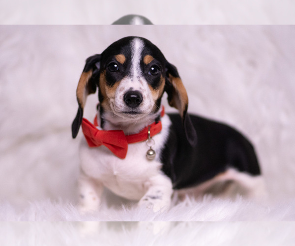 Medium Photo #73 Dachshund Puppy For Sale in WARSAW, IN, USA